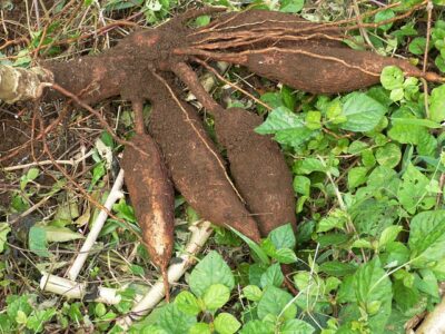 Le Kenya approuve le manioc GM résistant à une maladie