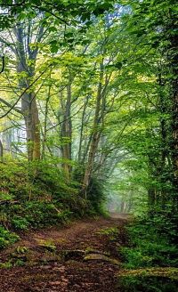 700 scientifiques signent pour une forêt plus durable