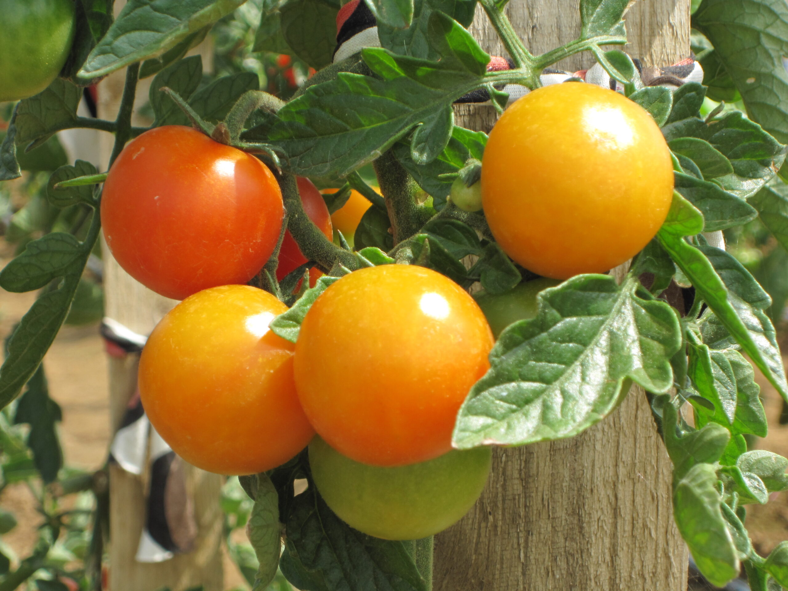 Des tomates GM « bio-usines » de vitamine D